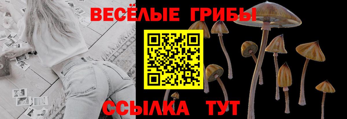 Псилоцибиновые грибы Psilocybine cubensis Братск